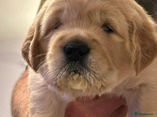 Golden Retriever dogs - Advert 20