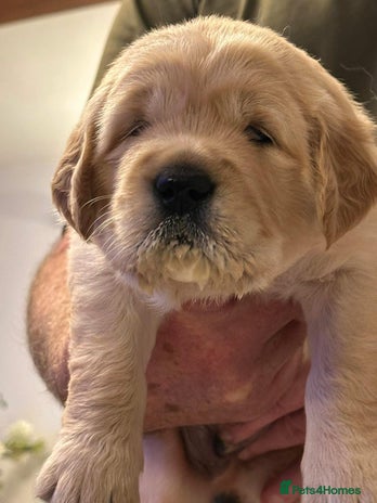 Golden Retriever dogs - Advert 1