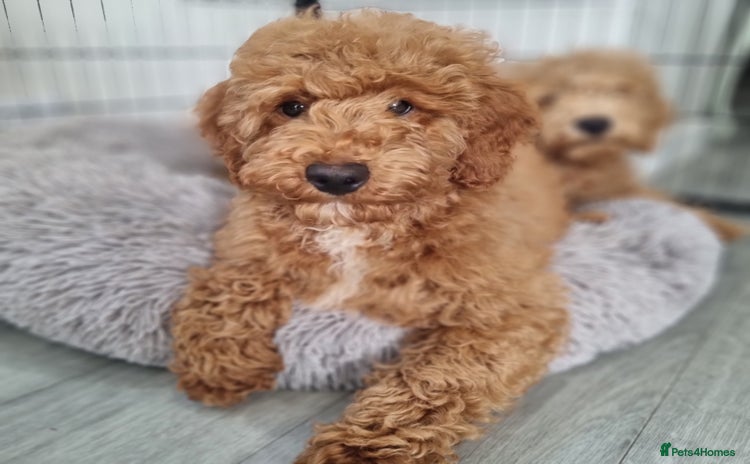 Cockapoo dogs - Advert 1