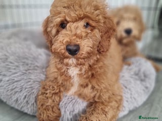 Cockapoo dogs - Advert 7