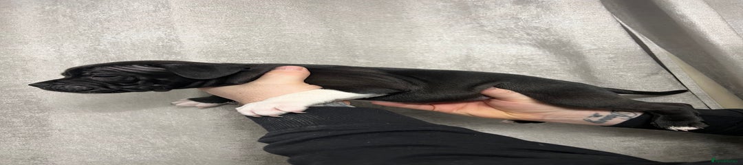 Staffordshire Bull Terrier Puppy 1 black