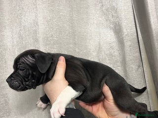 Staffordshire Bull Terrier dogs for sale - Advert 1