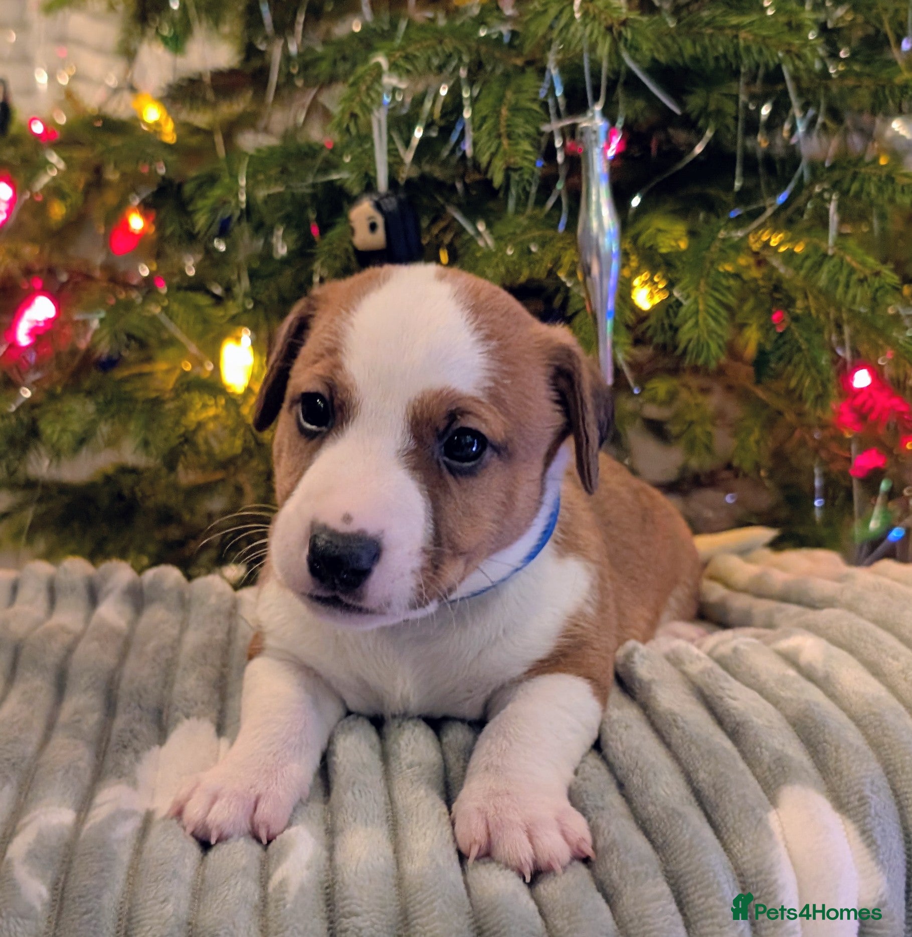 Jack Russell dogs ❤️3/4 Jack Russell babies ❤️ - Advert 5