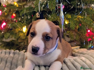 Jack Russell dogs ❤️3/4 Jack Russell babies ❤️ - Advert 5