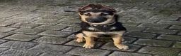 German Shepherd dogs for sale: 6 months old German Shepard cross Belgian mal - Advert 3