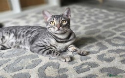 Bengal cats for sale: Blue Silver Rosetted Boy - Image 4