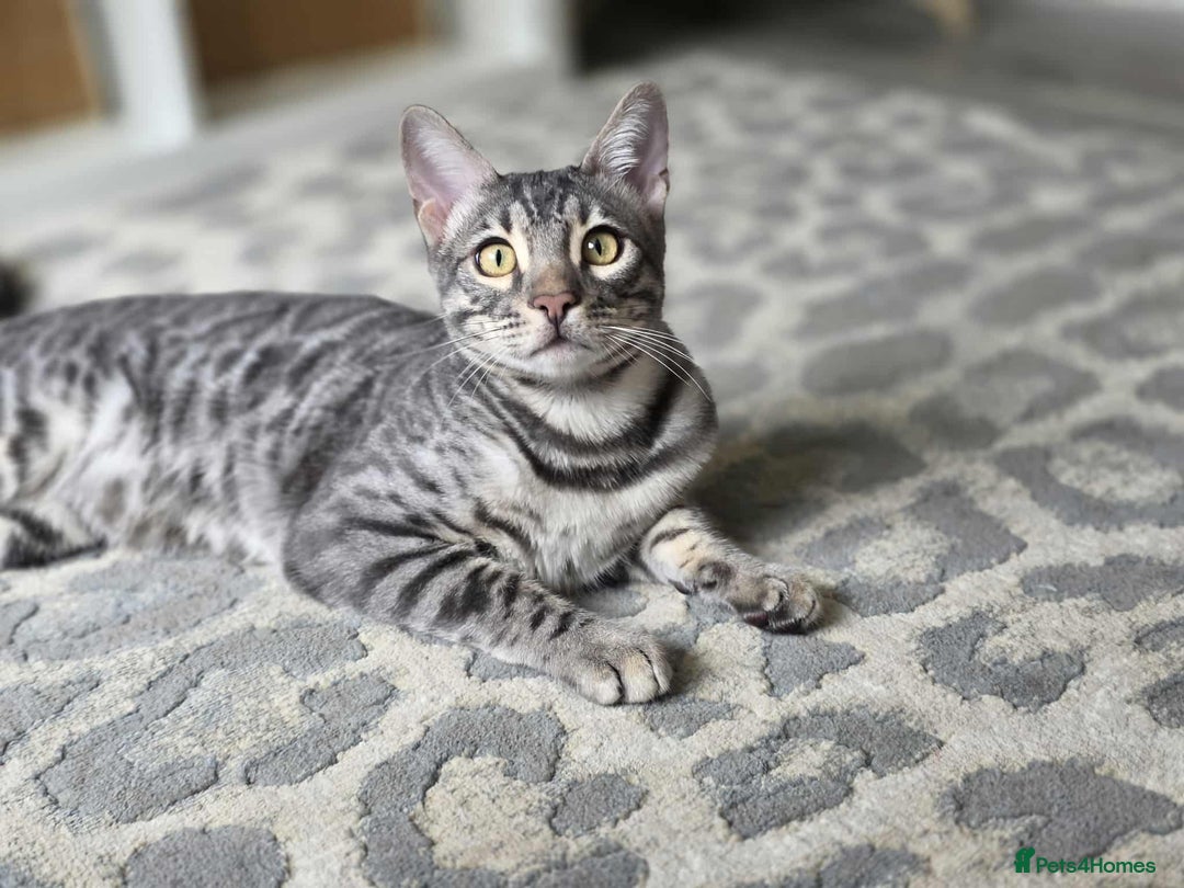 Bengal cats for sale: Blue Silver Rosetted Boy - Image 4
