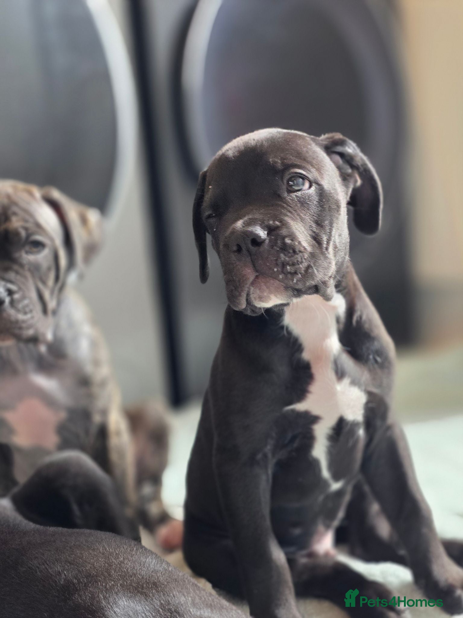 Mixed Breed dogs Cane corso cross American bulldog  - Advert 2