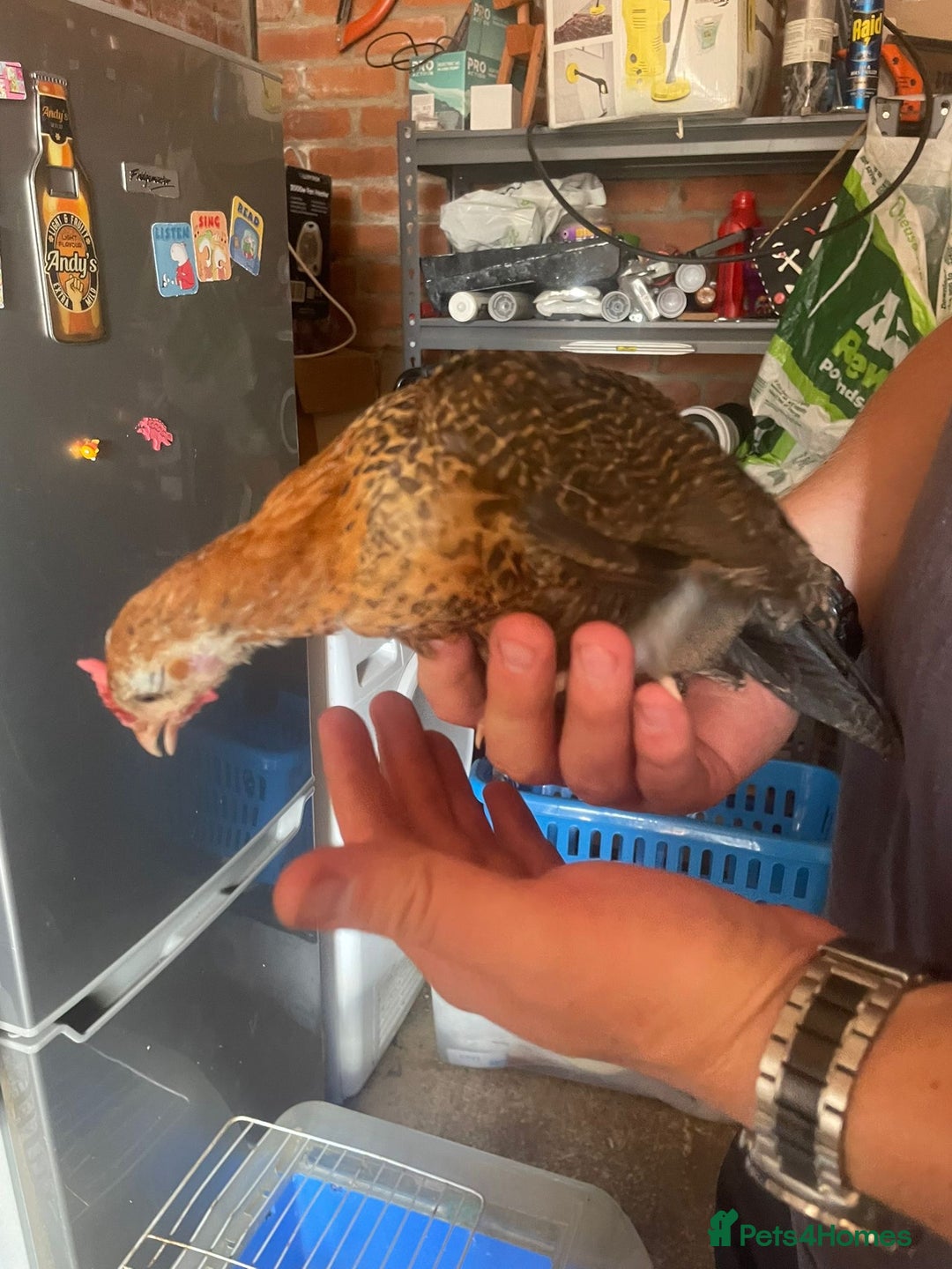 Chickens poultry for sale: Golden pencil Hamburgs - Image 4
