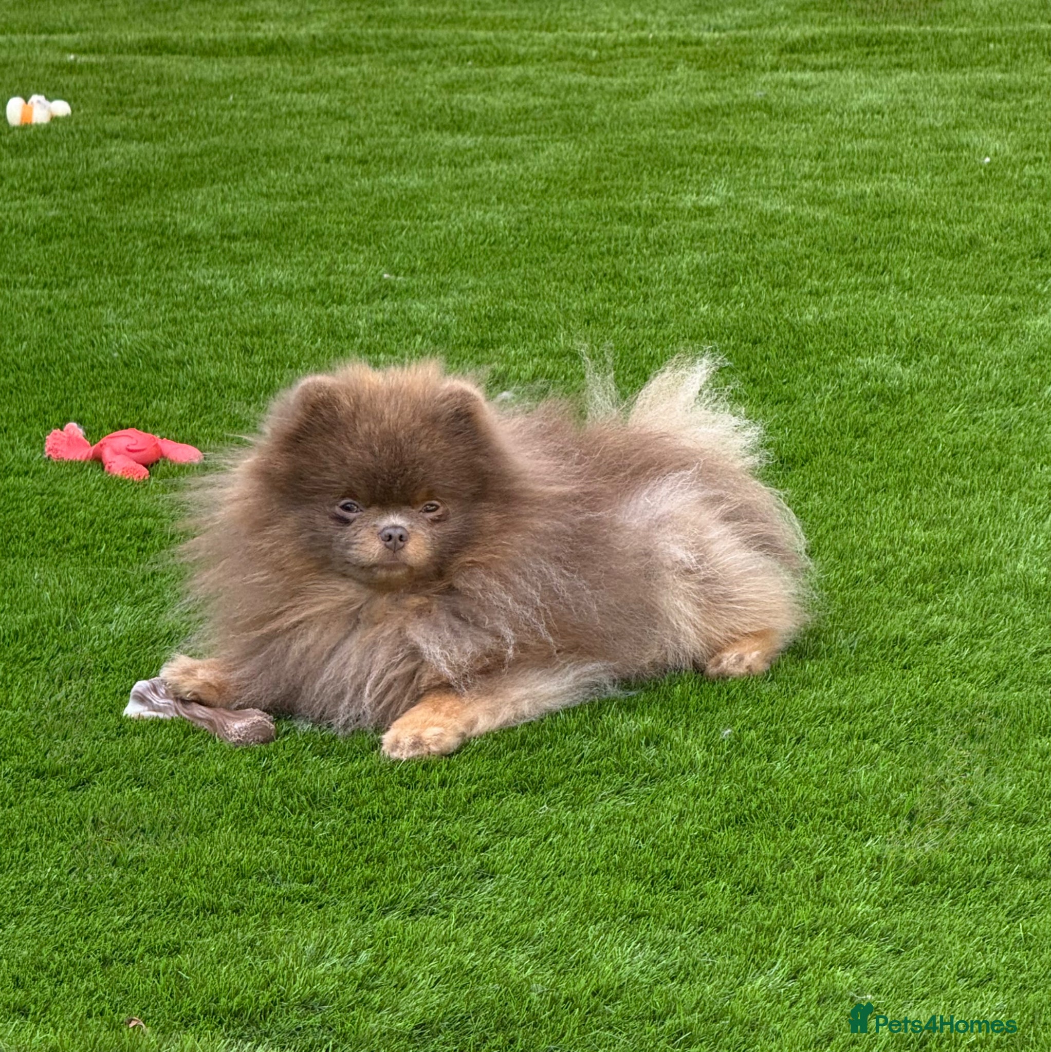 Pomeranian dogs KC lilac and tan adult boy  - Advert 3