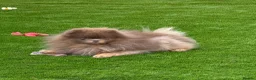 Pomeranian dogs for sale: Exclusive lilac tan true type teddy bear  - Advert 4