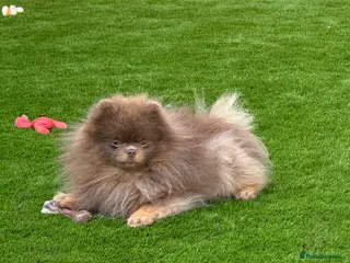 Pomeranian dogs KC lilac and tan adult boy - Advert 3