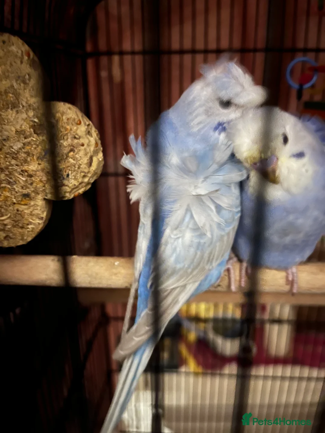 Budgerigars birds for sale: Stunning RARE Hagoromo/ Helicopter budgies - Advert 2
