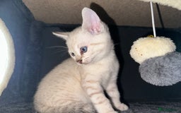 Bengal cats for sale: Snow Lynx, Marble & Brown Rosette Bengals - Image 38