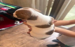 Jack Russell dogs for sale: Beautiful Jack Russell Litter - Image 10