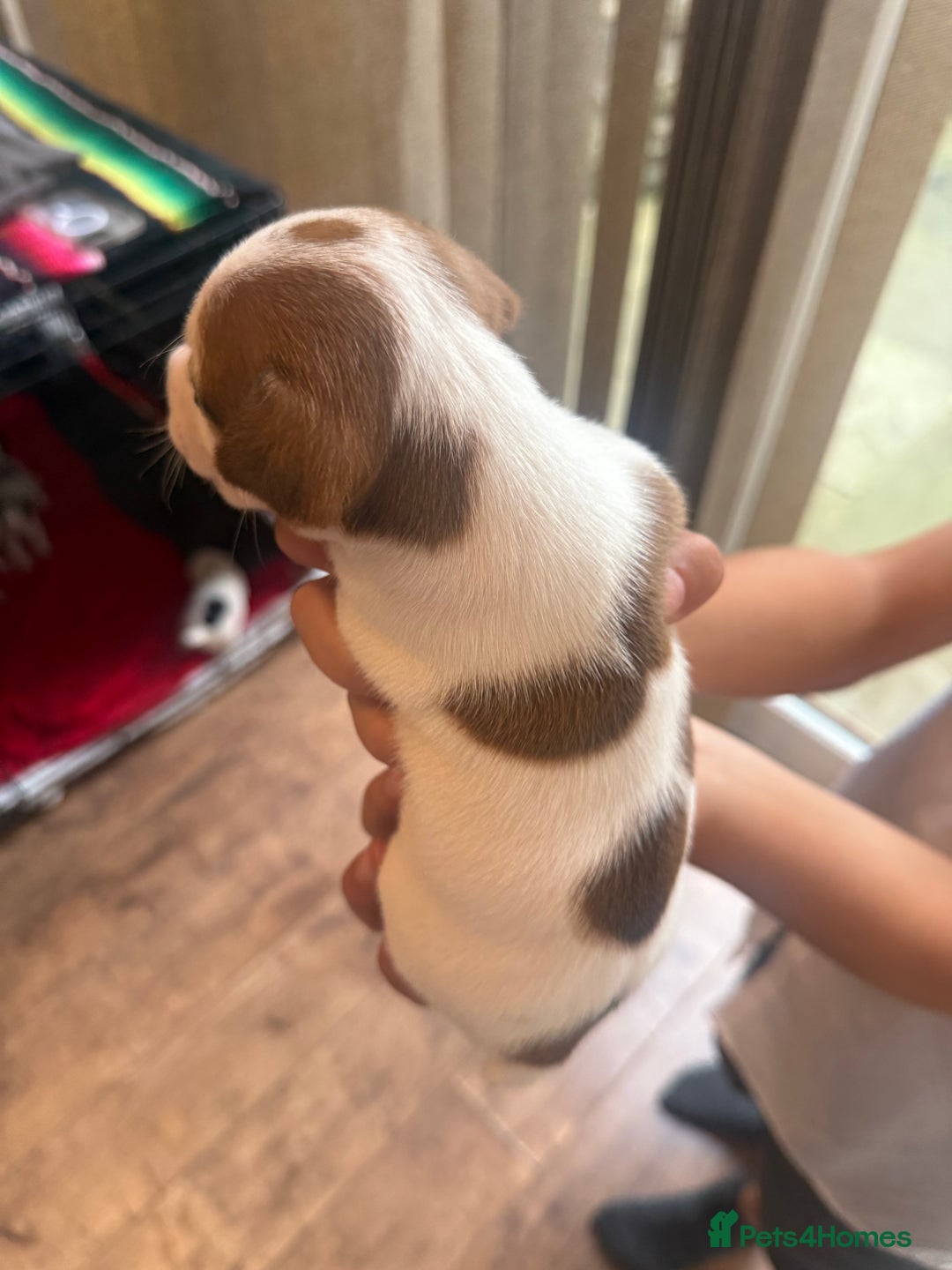 Jack Russell dogs for sale: Beautiful Jack Russell Litter - Image 10