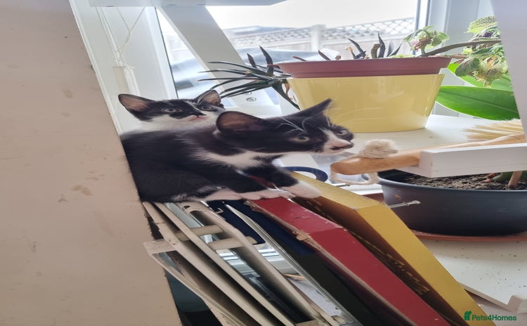 Mixed Breed cats - Advert 1