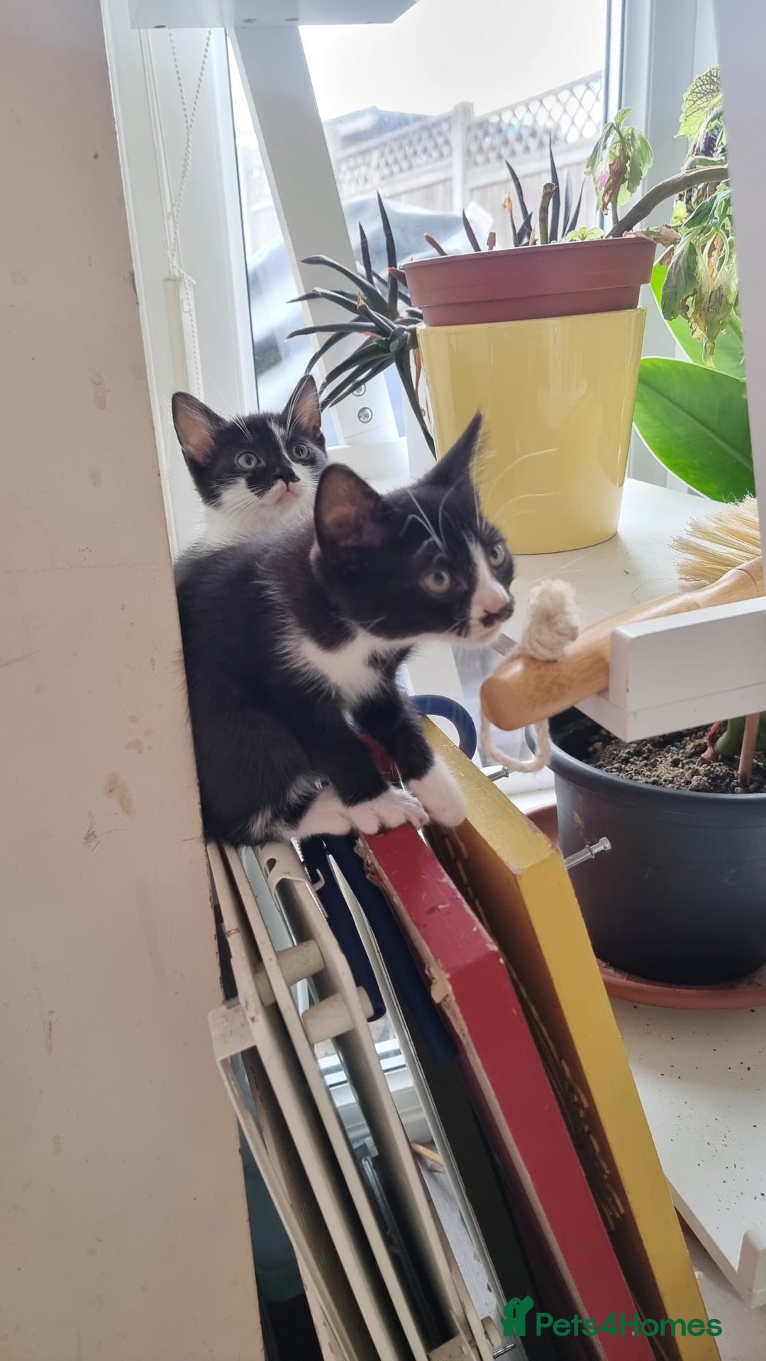 Mixed Breed cats for sale: Classic Tuxedo Kittens - Image 1