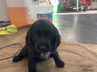 Cocker Spaniel dogs - Advert 5