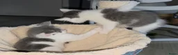 Oriental cats for sale: MAINE COON x ORIENTAL SHORTHAIR - Advert 6
