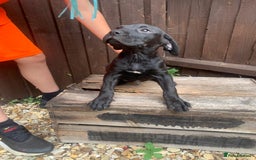 Presa Canario dogs for sale: Presa canario puppies ready now 2 boys 1 girl left - Image 7