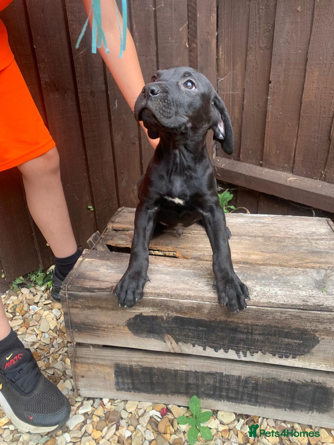 Presa Canario dogs for sale: Presa canario puppies ready now 2 boys 1 girl left - Image 7