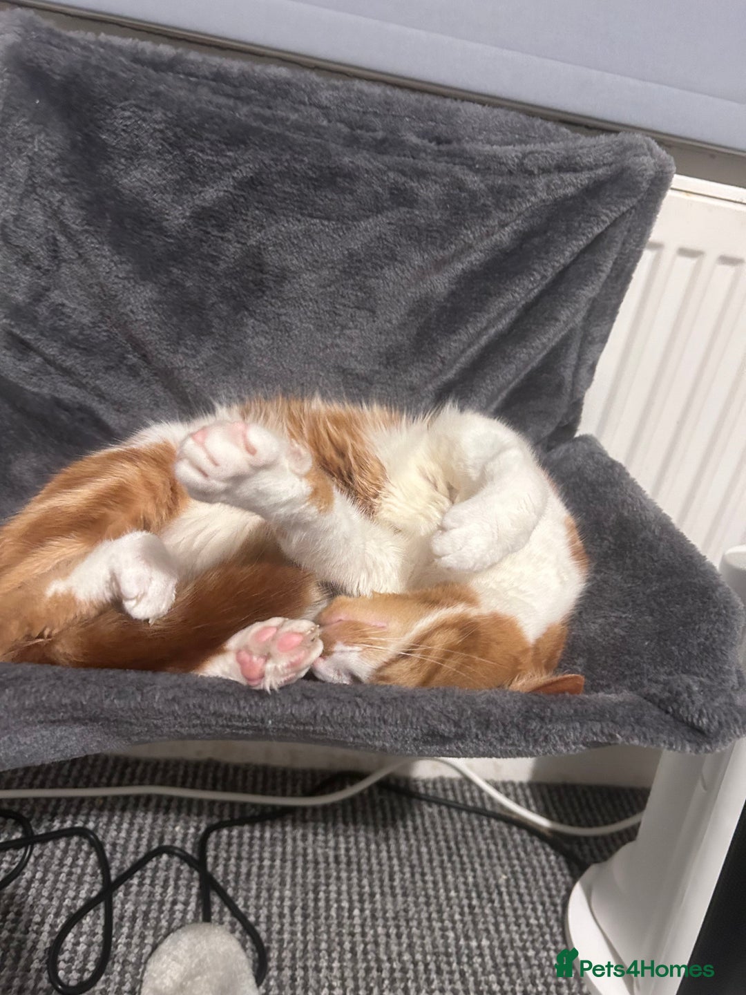 Domestic Shorthair cats for sale: Cheeto  - Advert 5