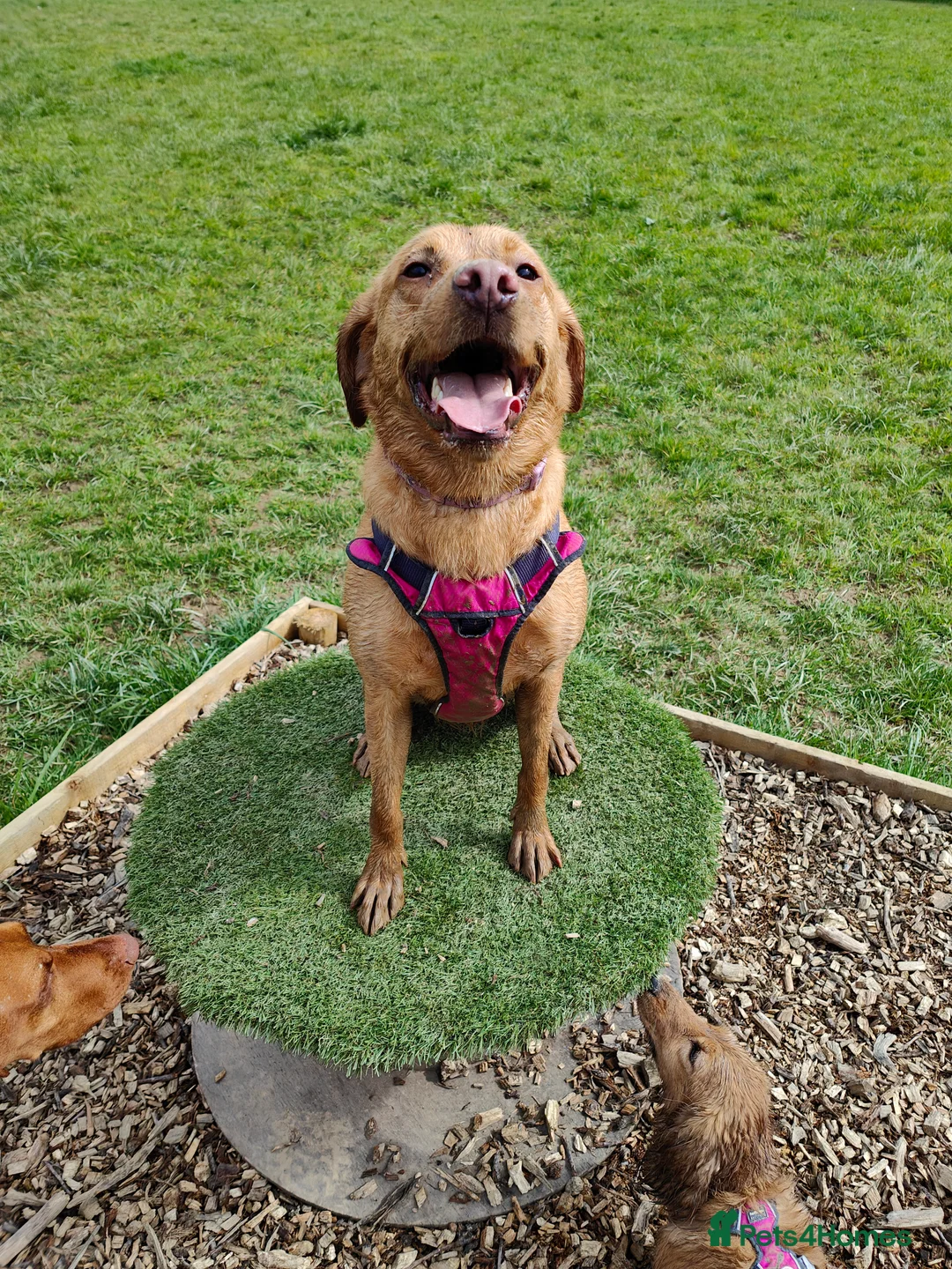 Labrador Retriever dogs for sale: Female fox red labrador for sale - Advert 21