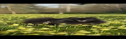 Pomeranian dogs for sale: Black Pomeranian puppy girl  - Advert 9
