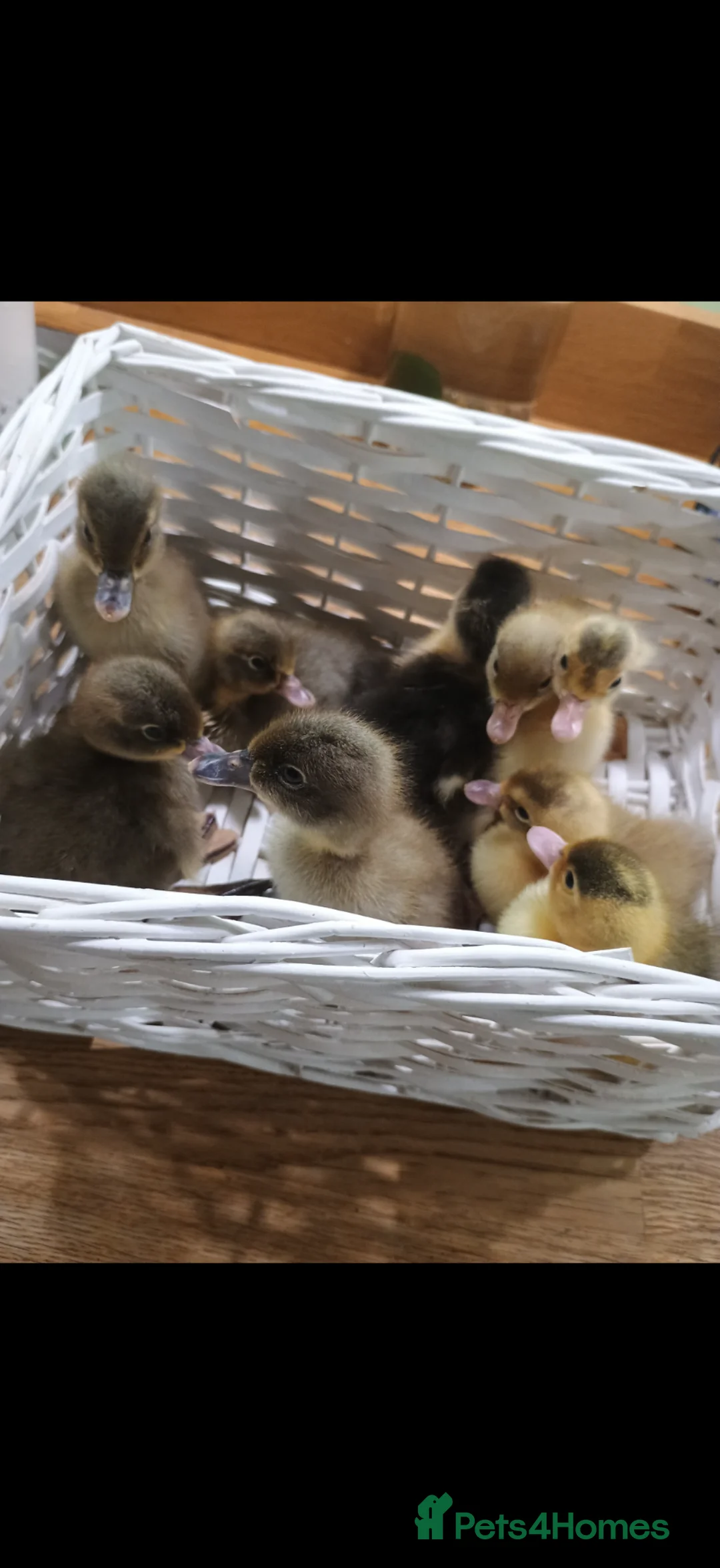 Ducks poultry for sale: Indian runner duck eggs - Advert 3