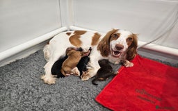 Cocker Spaniel dogs for sale: Beautiful Working Cocker Spaniel Puppies  - Image 7