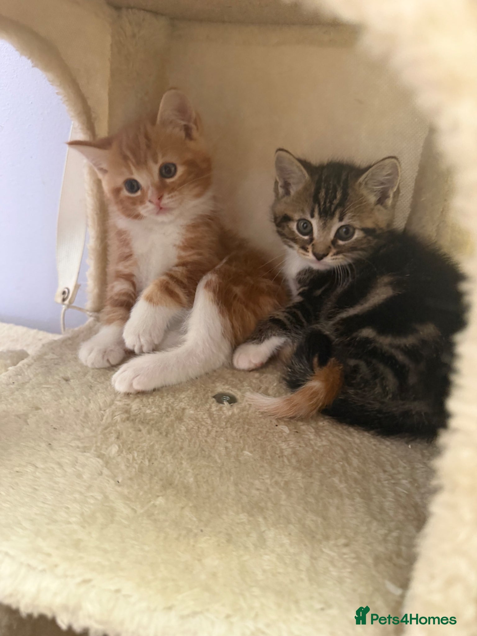 Mixed Breed cats 3 beautiful mixed ragdoll kittens  - Advert 1