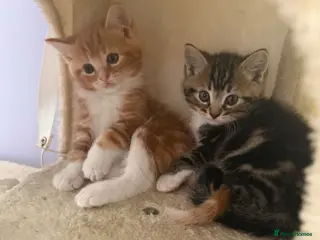 Mixed Breed cats 3 beautiful mixed ragdoll kittens - Advert 1