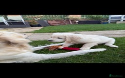 Golden Retriever dogs for sale: Stunning golden retriever babies - Image 13
