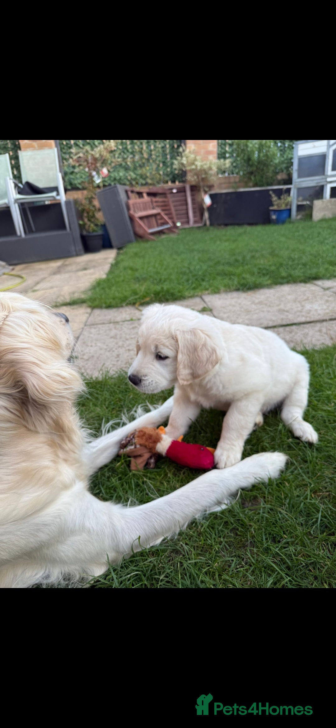 Golden Retriever dogs for sale: Stunning golden retriever babies - Image 13
