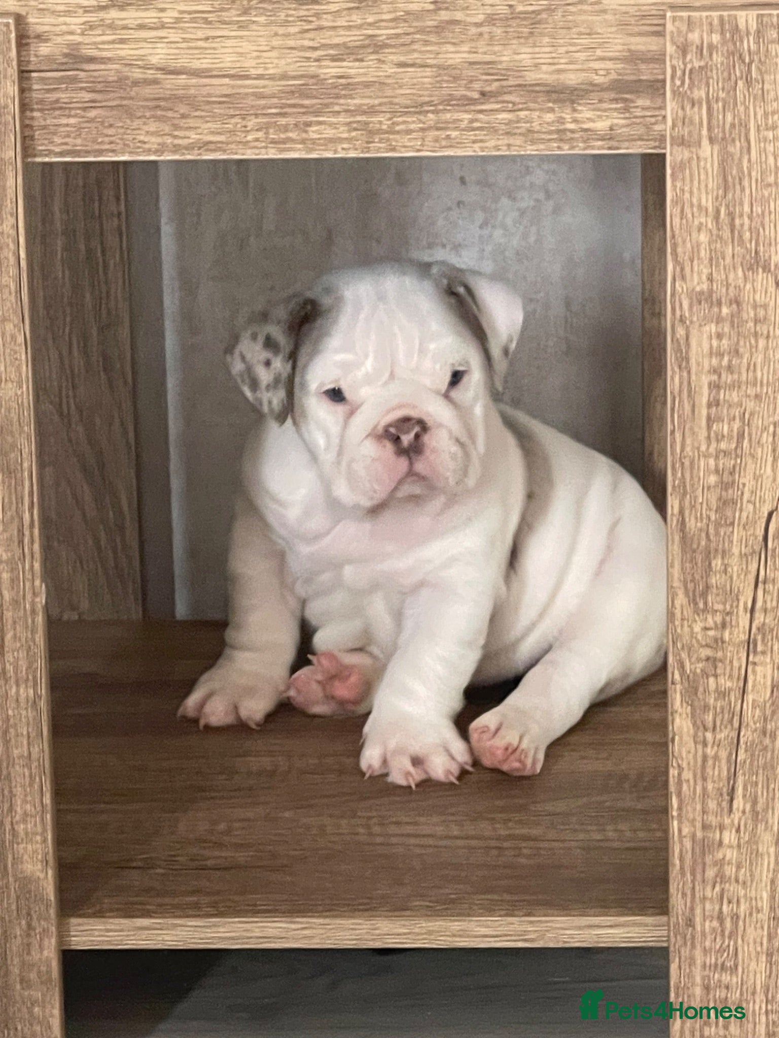 English Bulldog dogs for sale: ⭐️✨ English Bulldogs - KC Registered ⭐️✨ - Advert 1