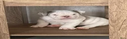 English Bulldog dogs for sale: ⭐️✨ English Bulldogs - KC Registered ⭐️✨ - Advert 1
