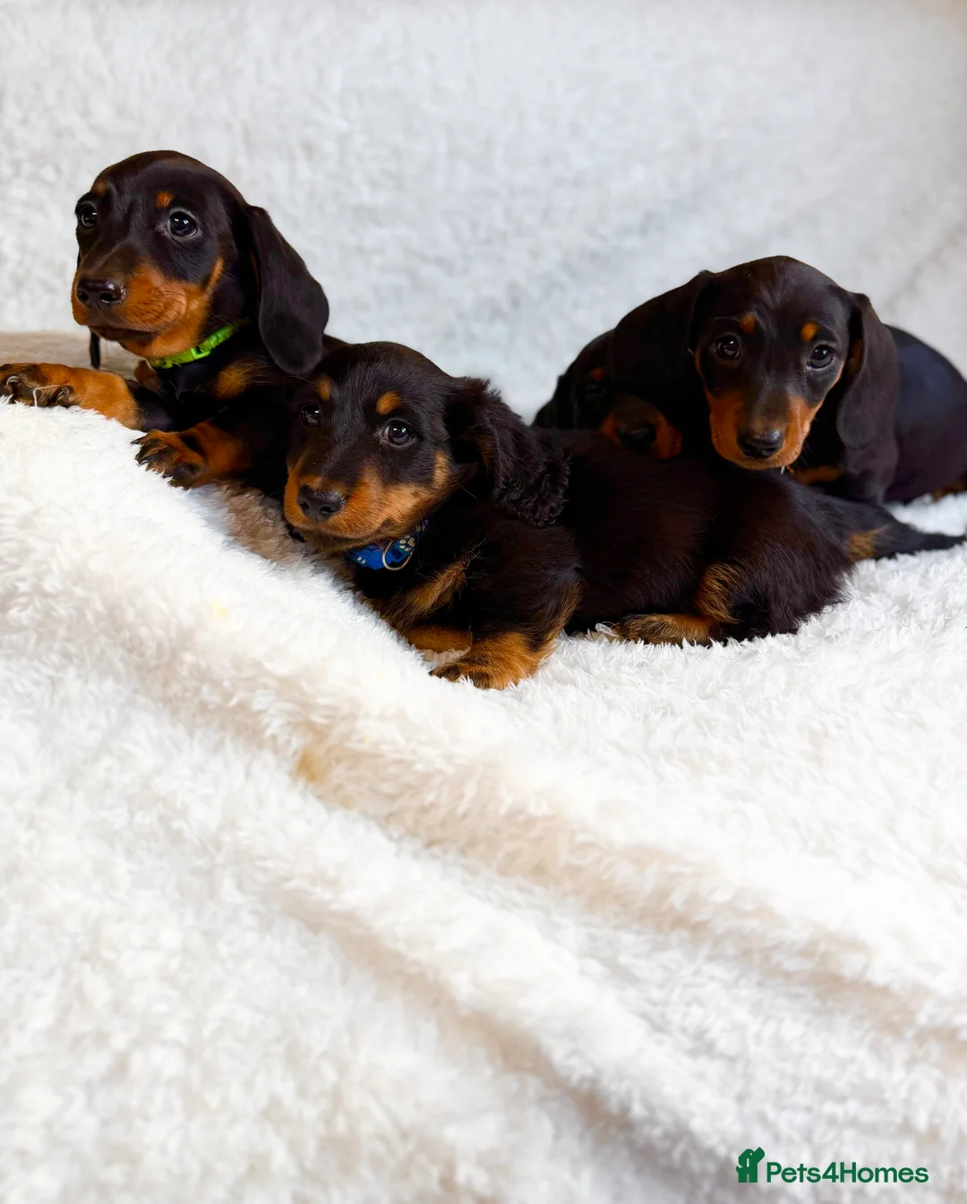 Miniature Dachshund dogs for sale: Beautiful Miniature Dachshund puppies for sale - Advert 4