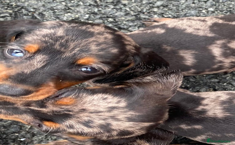 Dachshund dogs - Advert 1