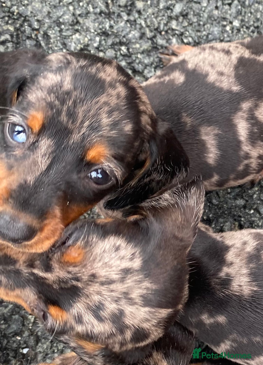 Dachshund dogs for sale: Dachshund puppy’s  - Image 1