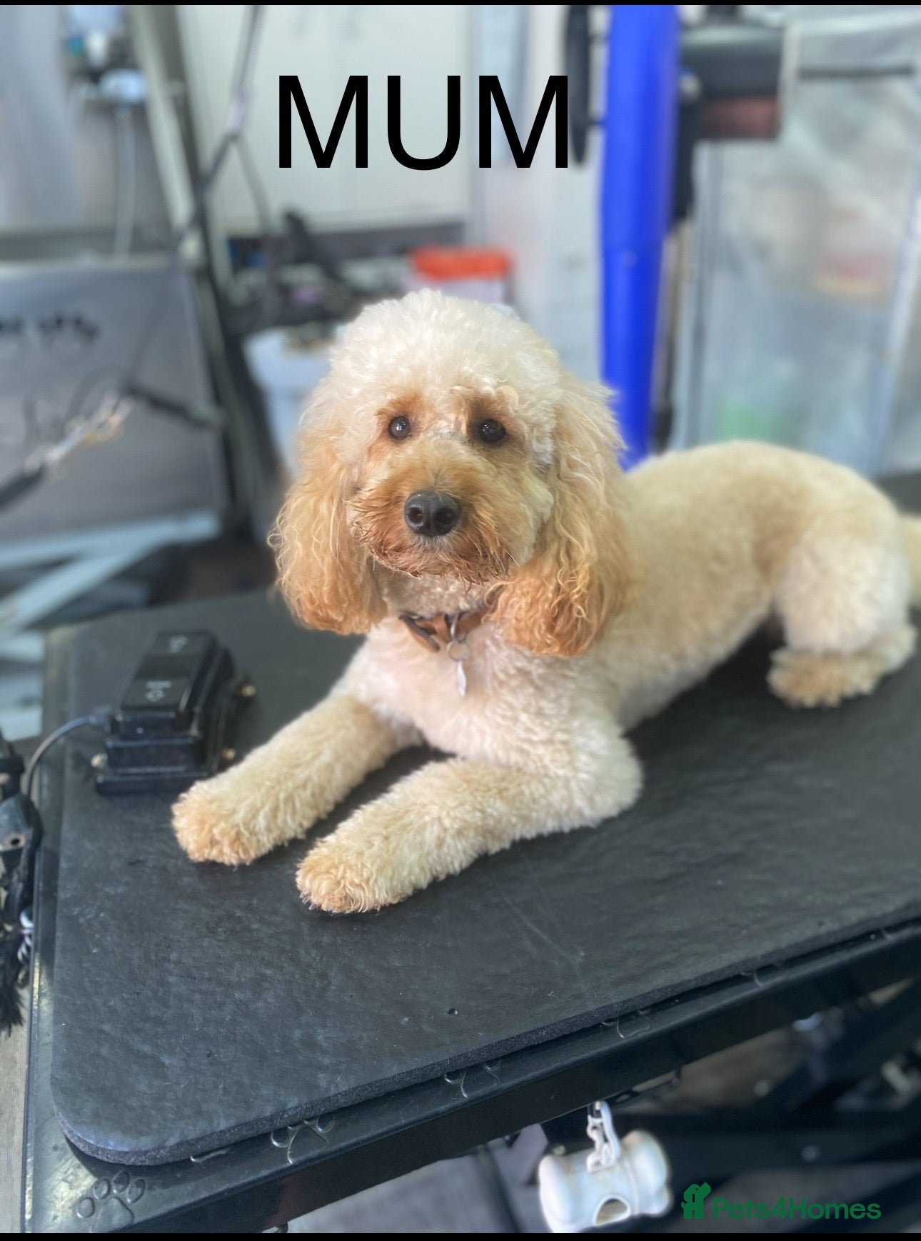 Miniature Poodle dogs Poodle  - Advert 18