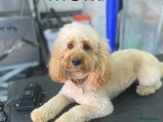 Miniature Poodle dogs Poodle - Advert 17