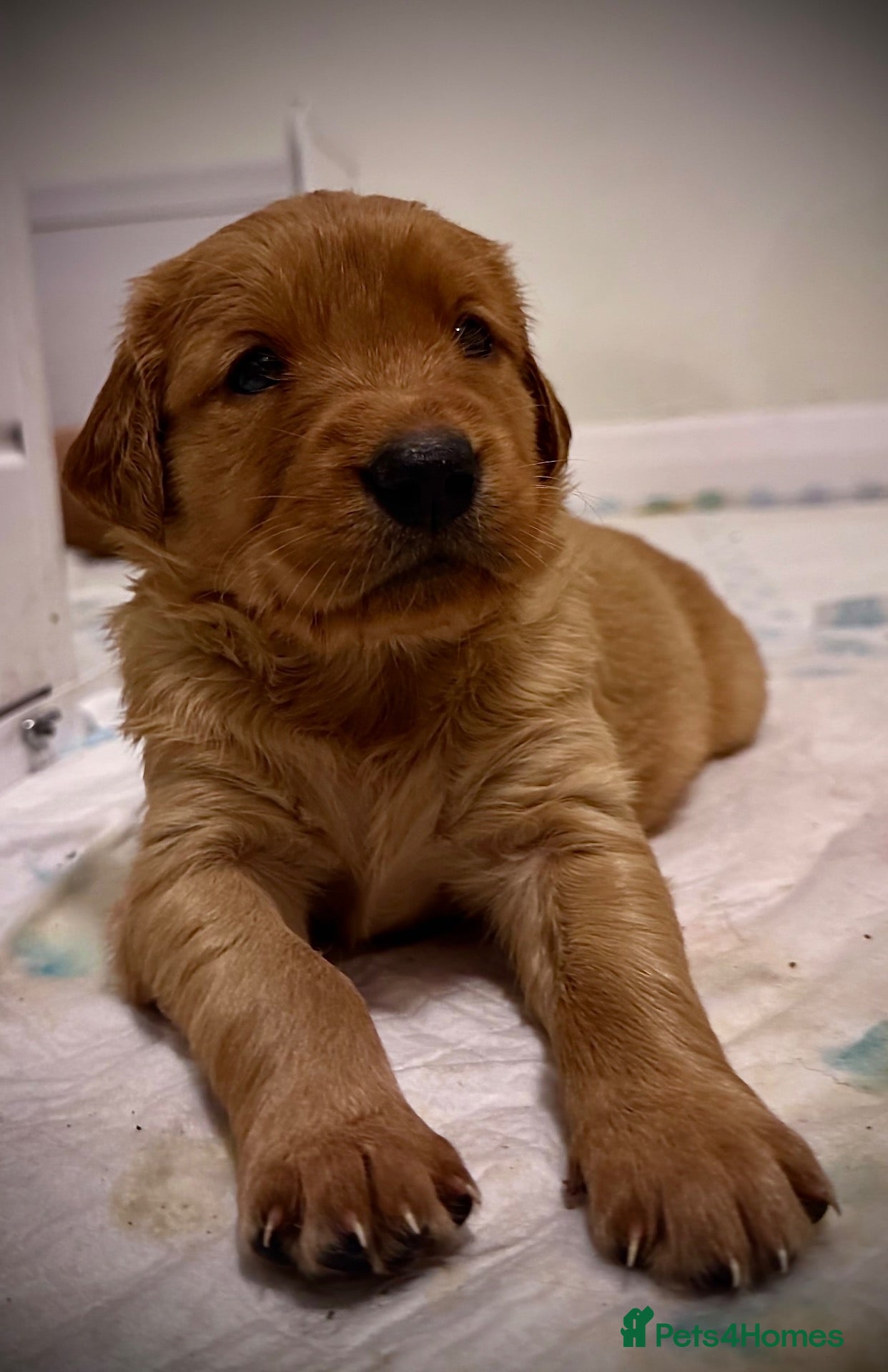 Golden Retriever dogs for sale: KC reg Dark Golden Retriever Pups - Advert 2