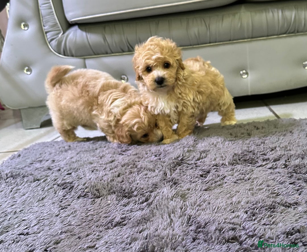 Maltipoo dogs for sale: Outstanding F1 Maltipoo Puppies - Image 13
