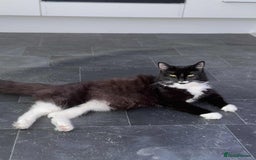 British Longhair cats for sale: Fluffy kittens for sale - Image 4
