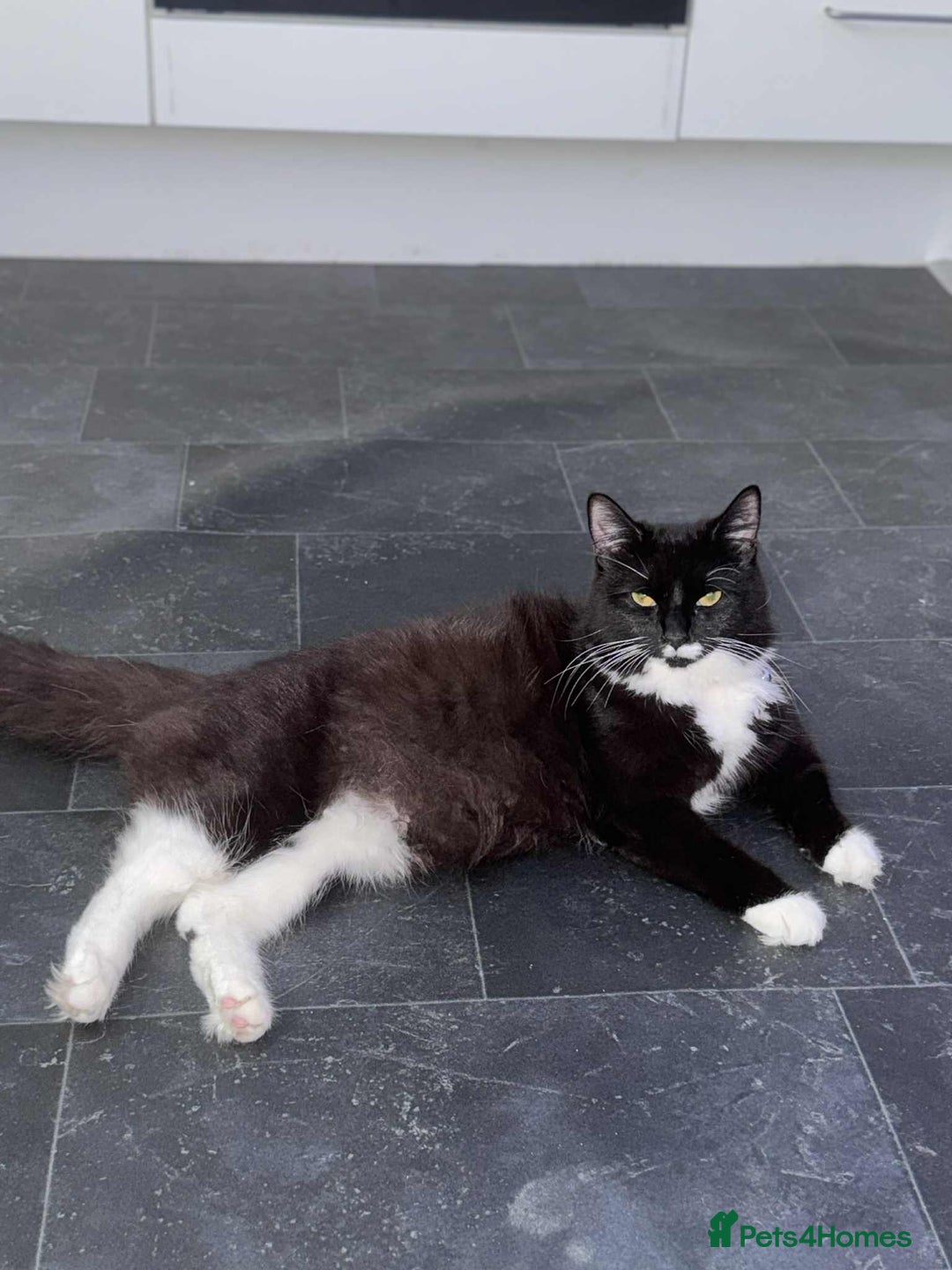 British Longhair cats for sale: Fluffy kittens for sale - Image 4