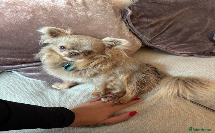 Chihuahua dogs - Advert 1