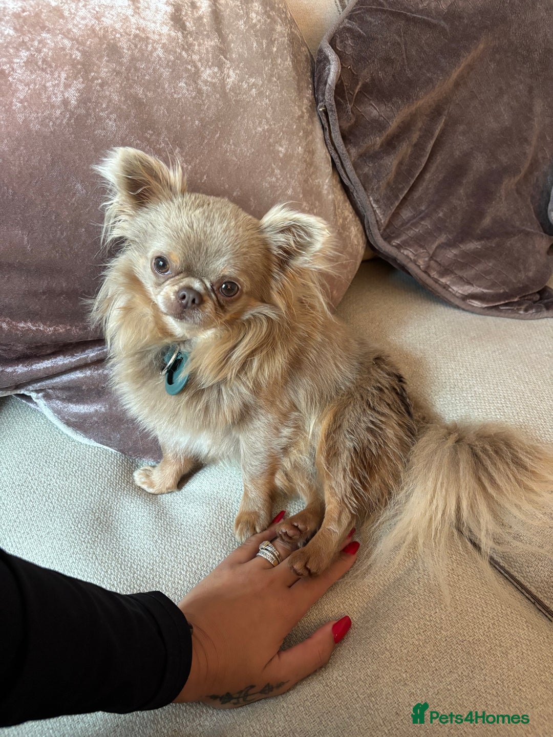Chihuahua dogs for stud: Stunning Long haired chihuhua for stud - Advert 2