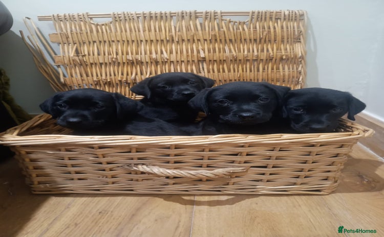 Labrador Retriever dogs - Advert 1