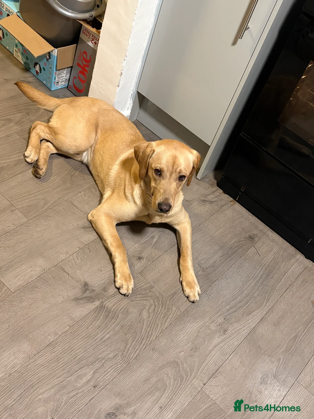 Labrador Retriever dogs for sale: 11 month old Labrador in Redditch - Advert 6
